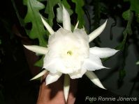 Epiphyllum anguliger gigantea